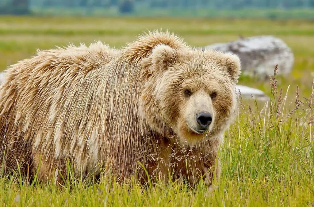 Grizzly in Katmai