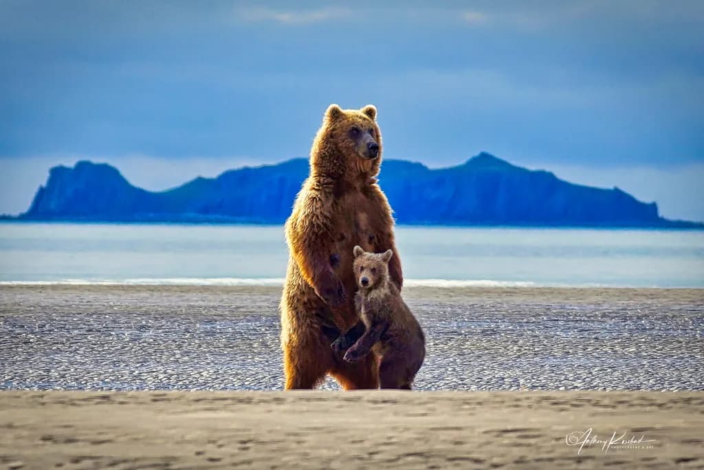 Grizzly Embrace