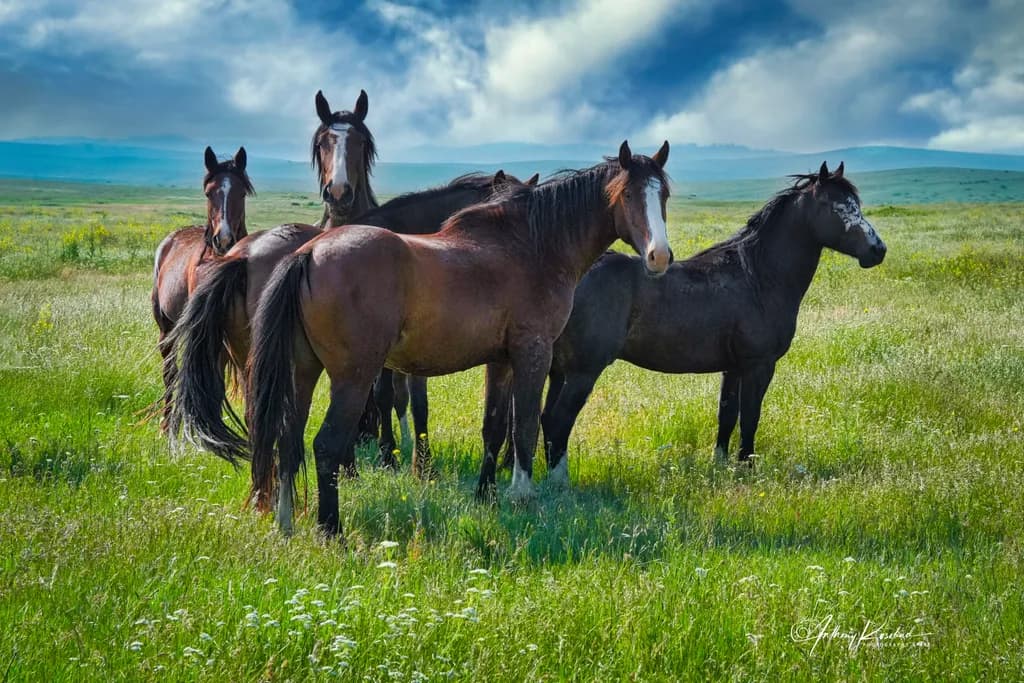 Band of Horses Montana