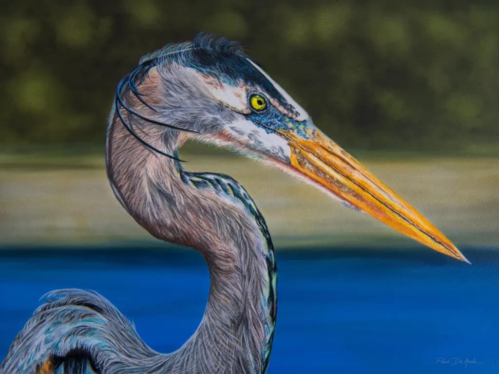 Great Blue Heron Colored Pencil
