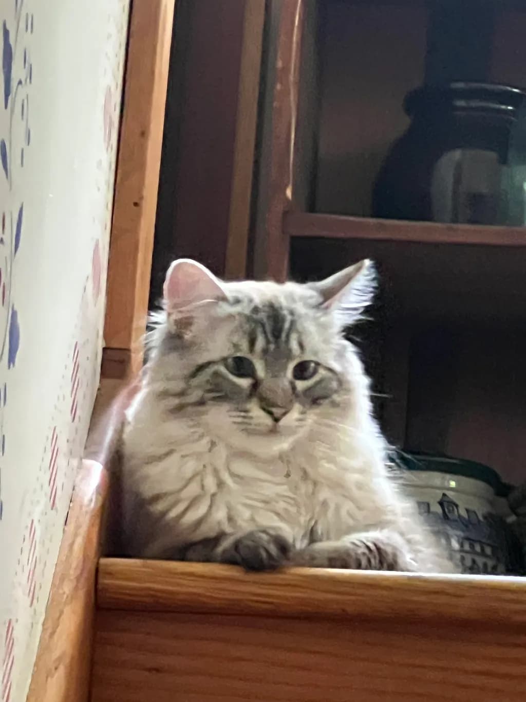 Staircase Cat Perch