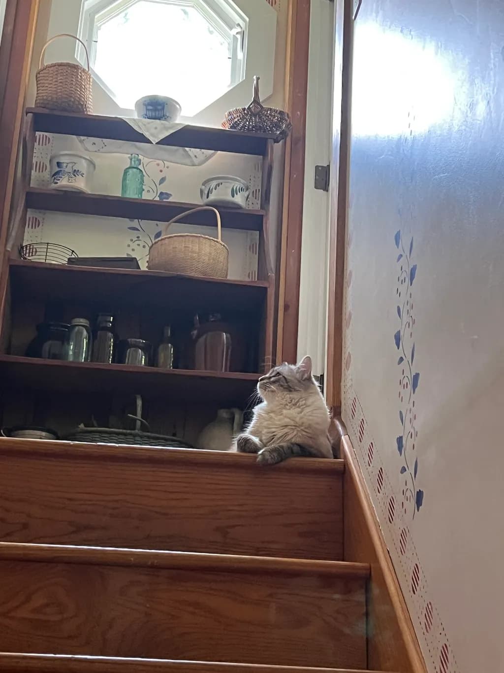 Cat on Wooden Stairs