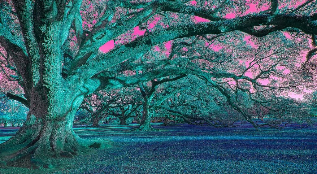 Whispers of the Enchanted Grove: A Journey Through Vibrant Nature's Embrace