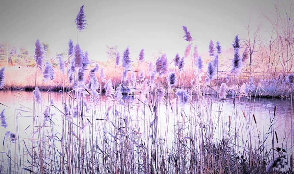 Lavender Reeds