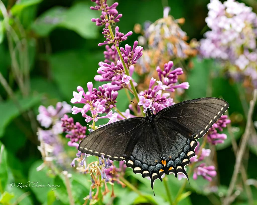 Fluttering Elegance