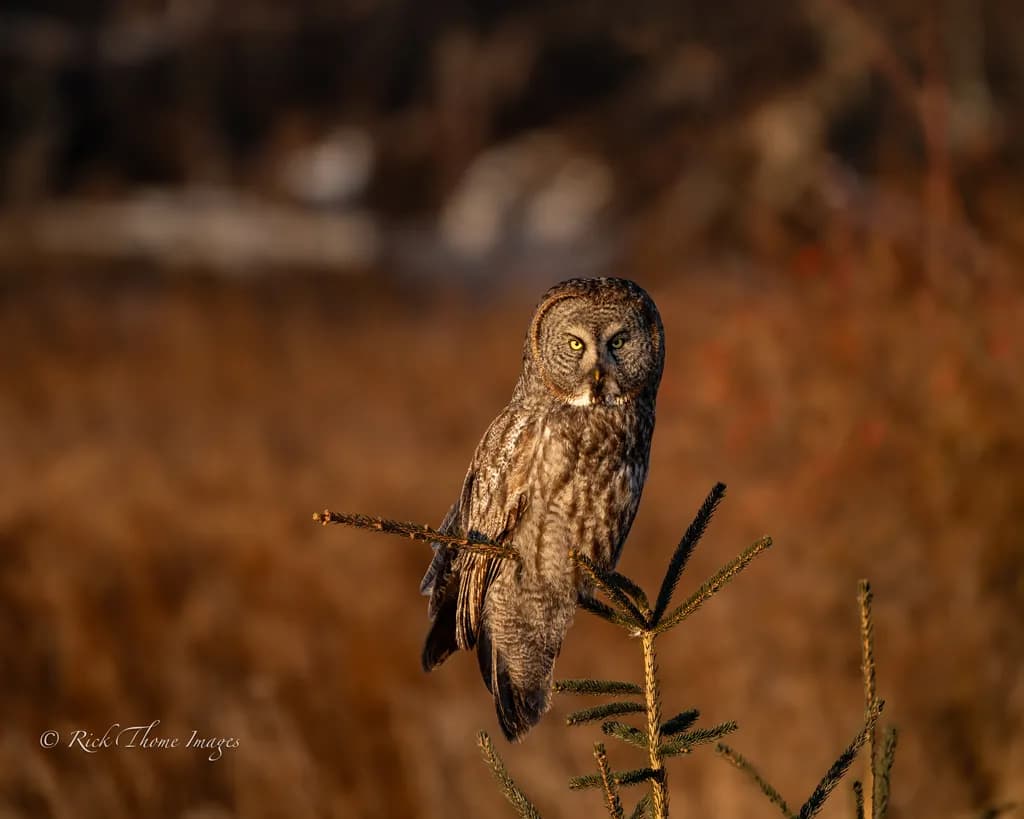 Evening Owl