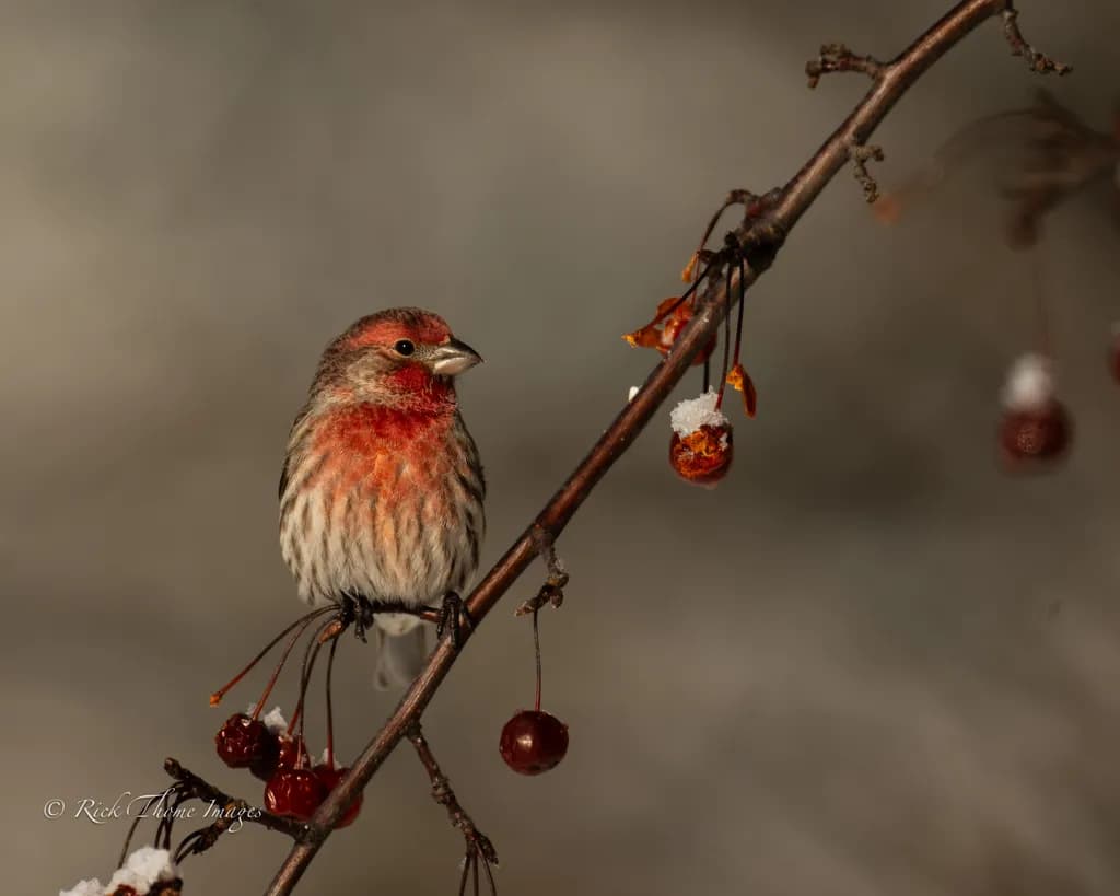 Crabapple Finch