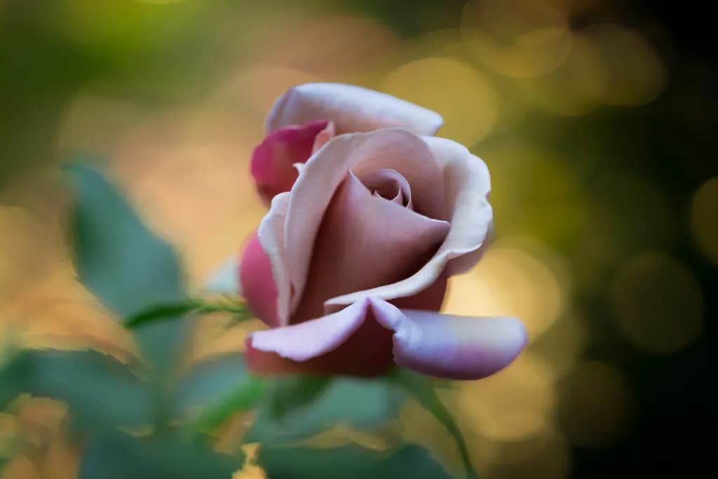 "Whispers of a Rose: Capturing Nature's Elegance in Soft Hues"