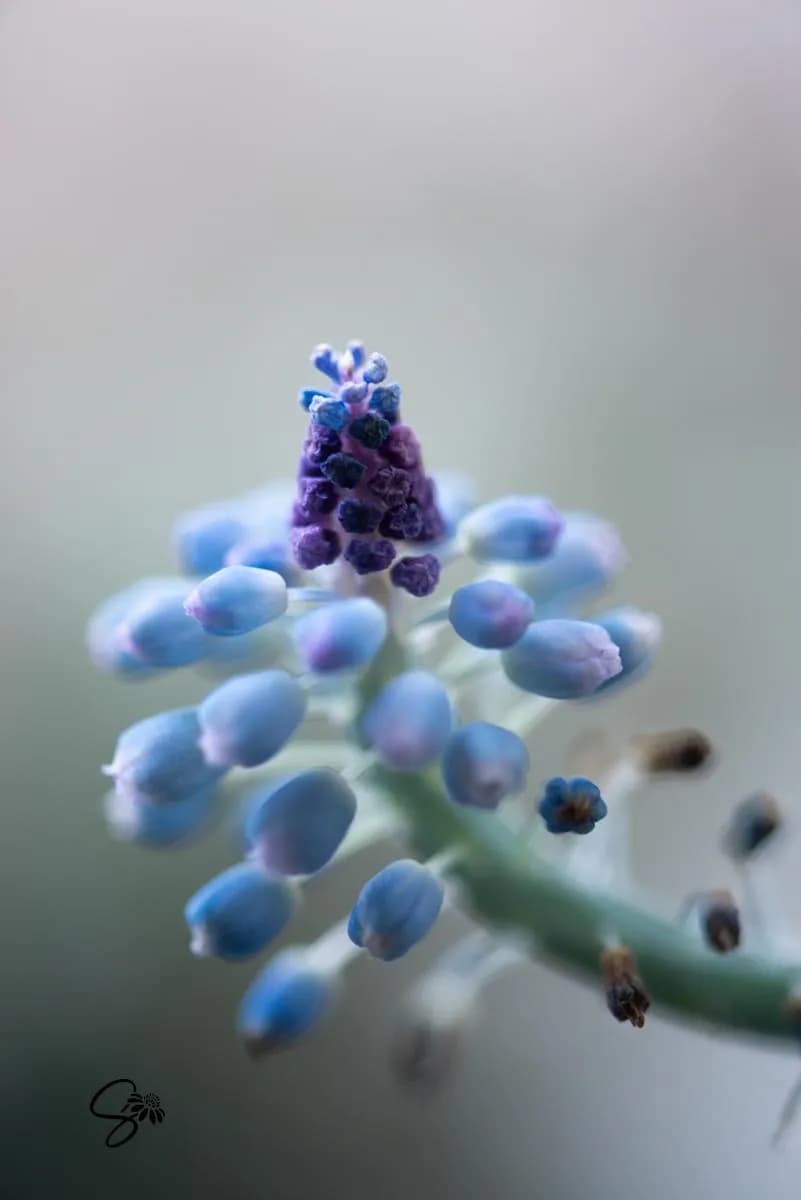 Whispers of Blue: A Macro Exploration of Nature's Elegance