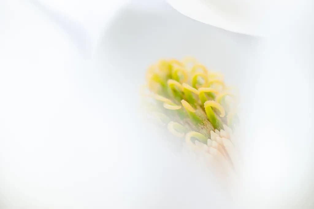 Magnolia Dream