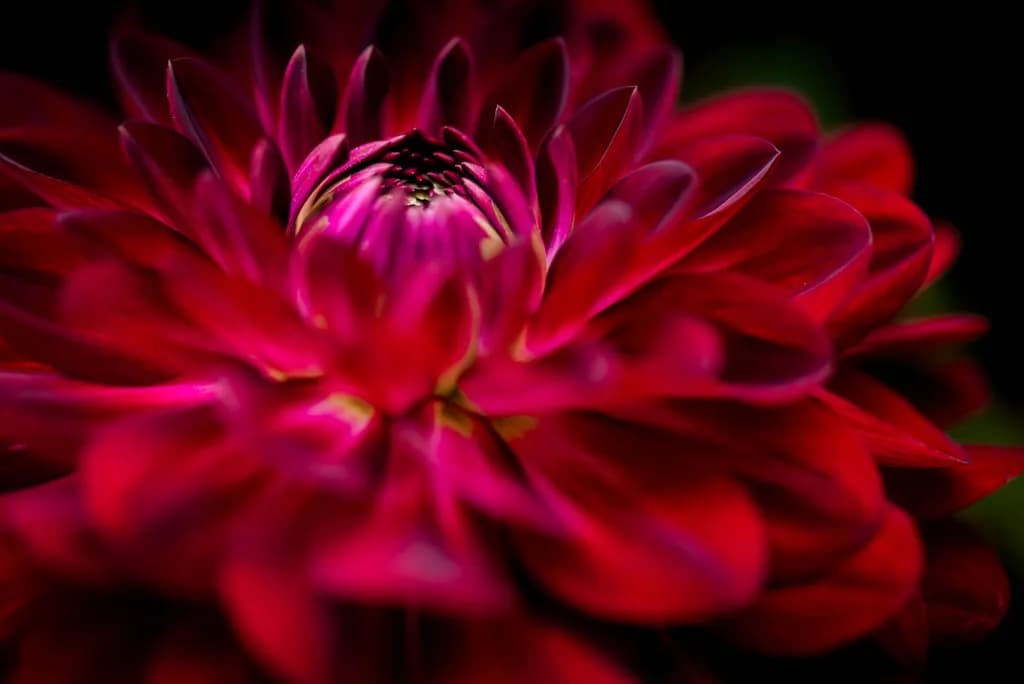 Petals of Fire