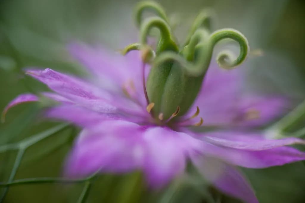 Curled Petals