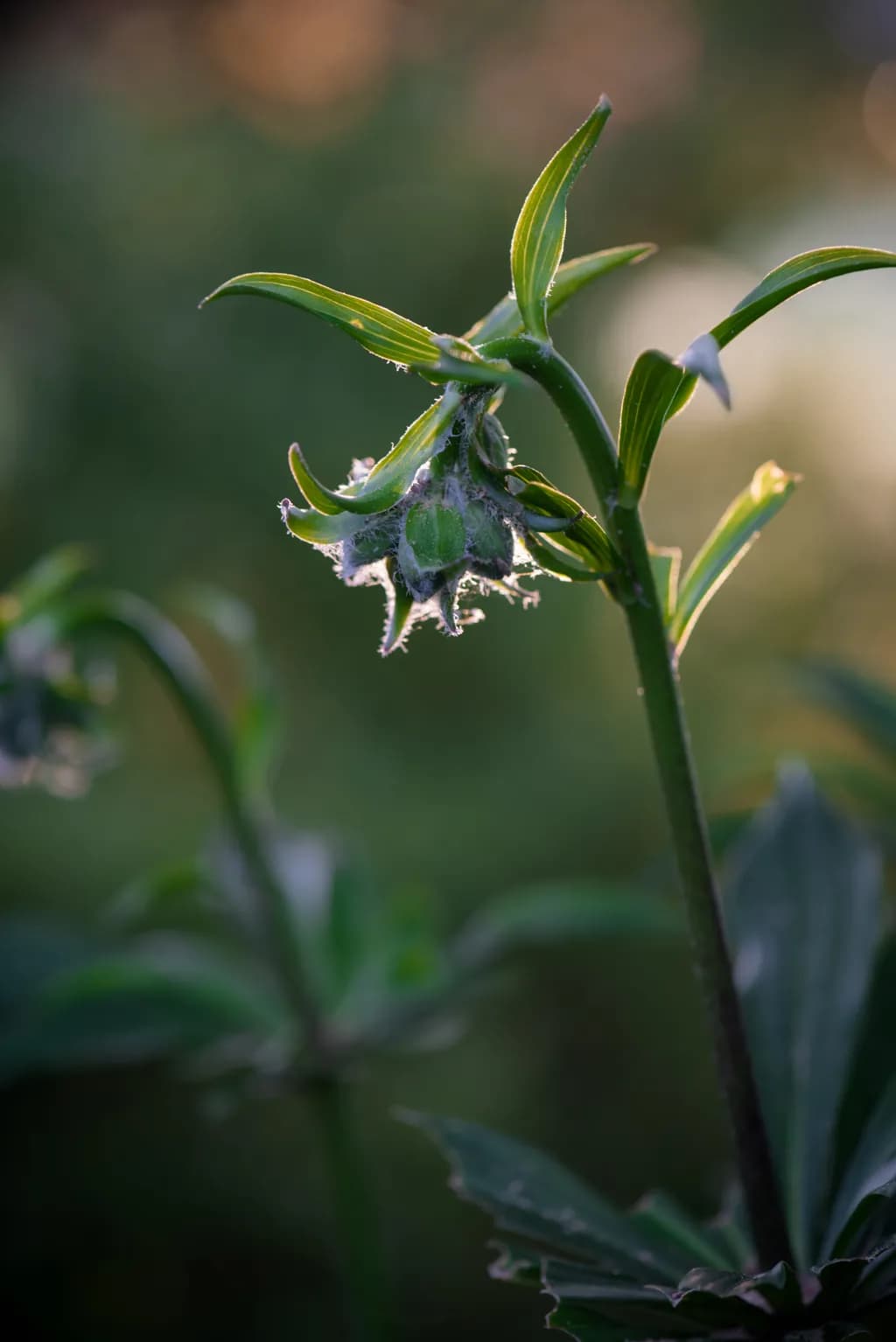 Emerging Beauty