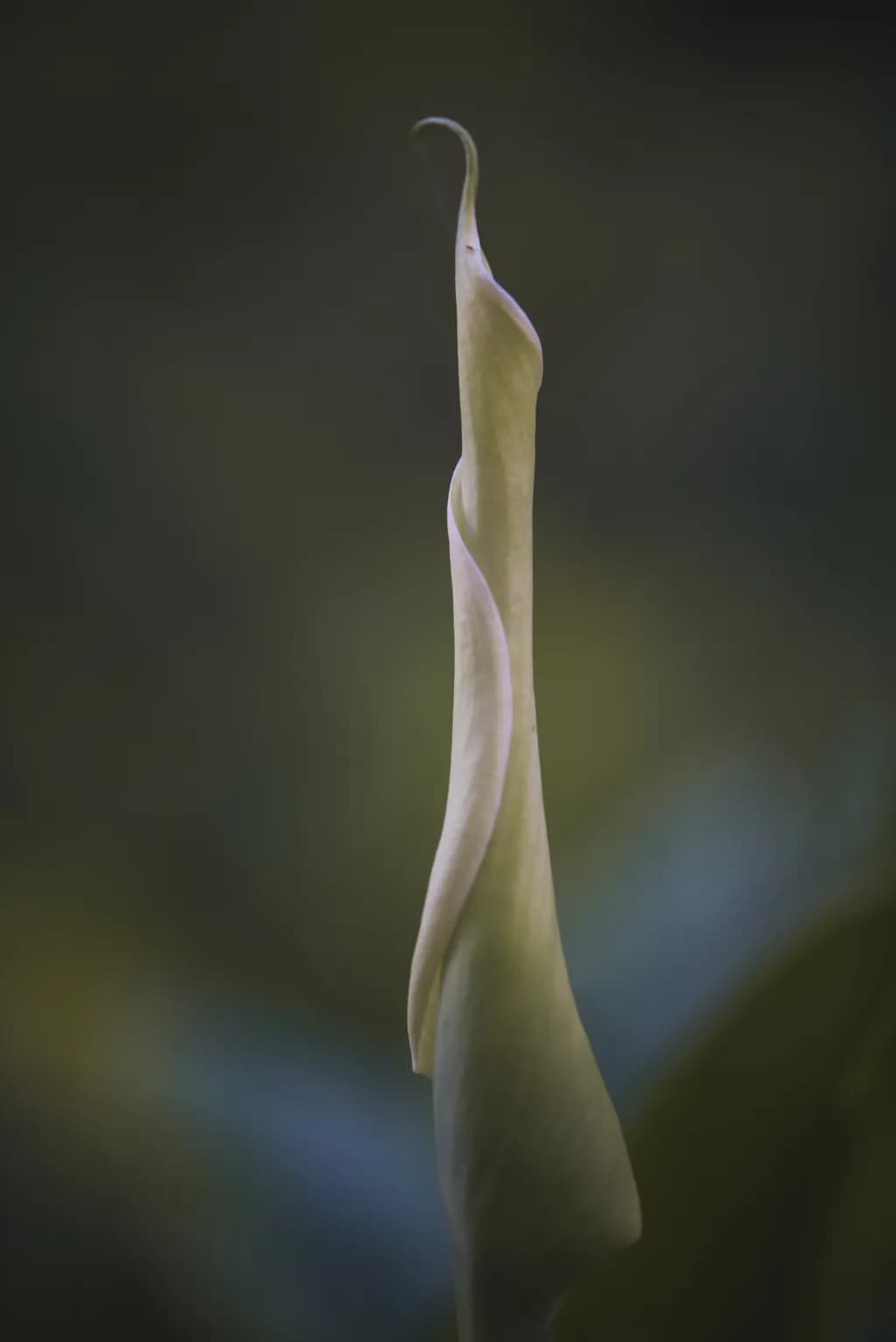 Quiet Curves