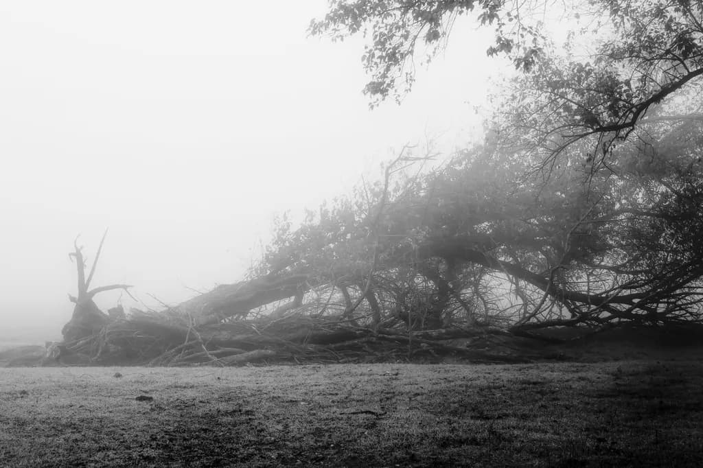 Fallen