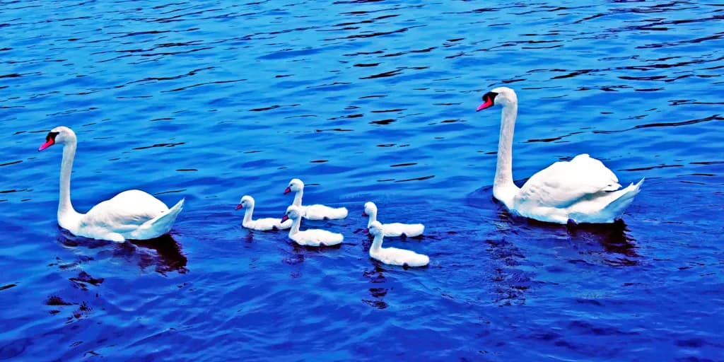 Abstract Photograph 056 Swan Dynasty Cobalt Serenade