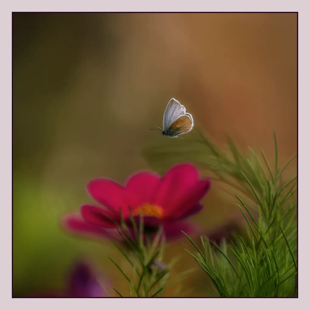 Whispers of Spring: A Butterfly's Dance Among Blossoms