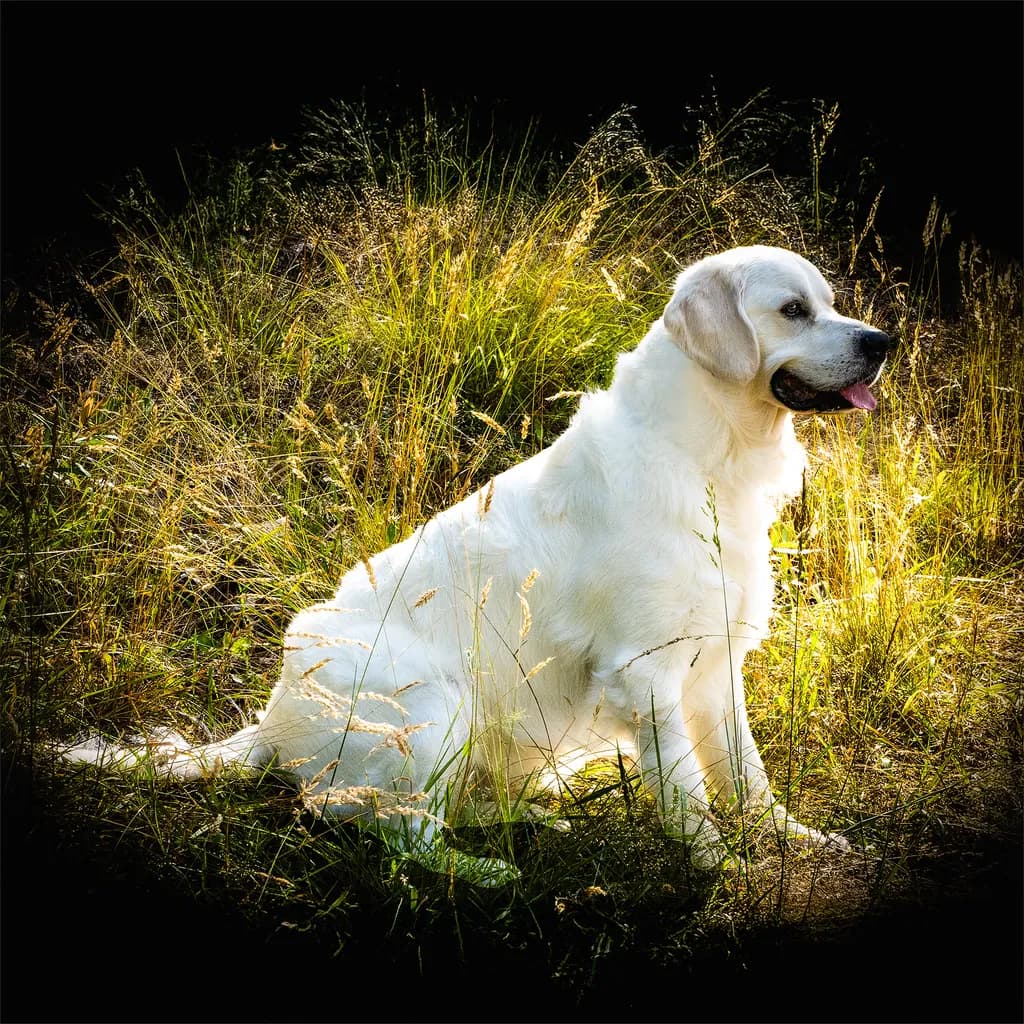 Golden Serenity: A Majestic Canine in Nature's Embrace