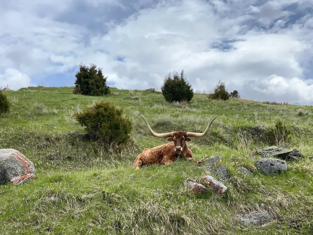 Longhorn Resting