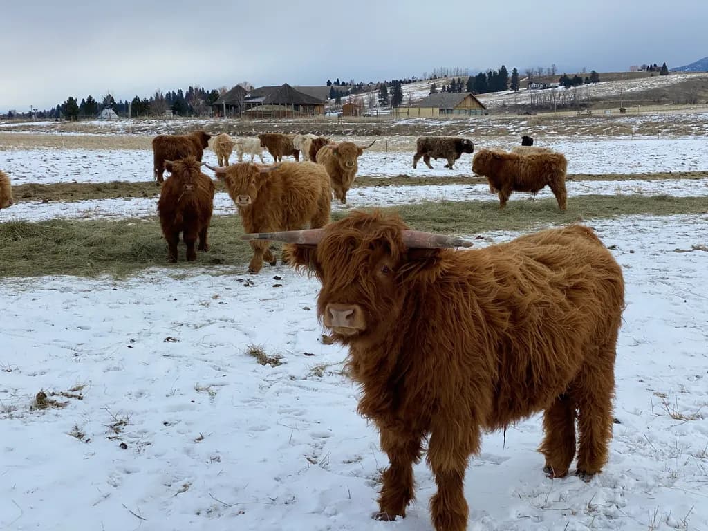 Highland Winter Herd
