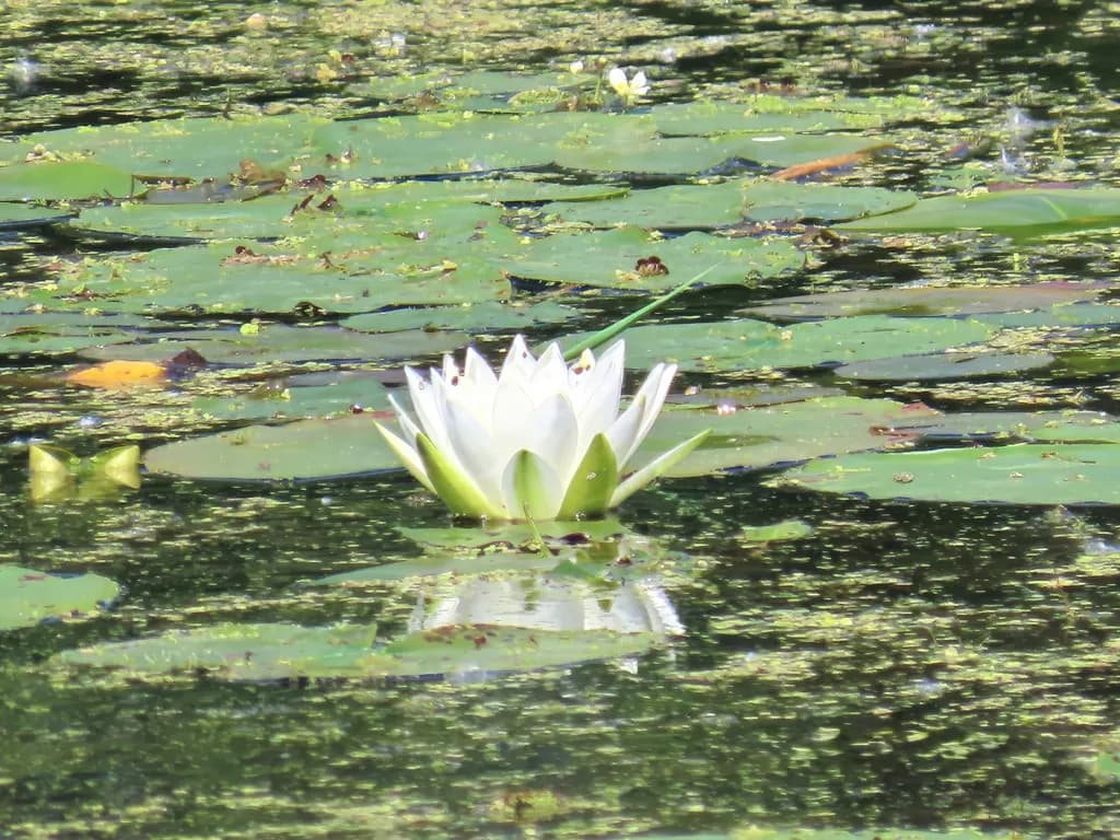 Waterlily Reflection