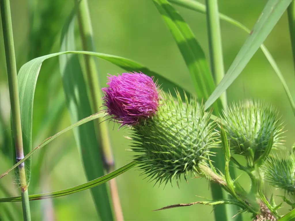 Thistle Bloom