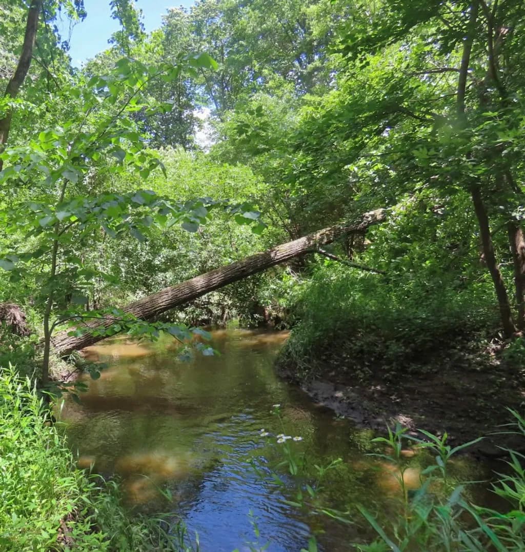 Summer Creek Canopy