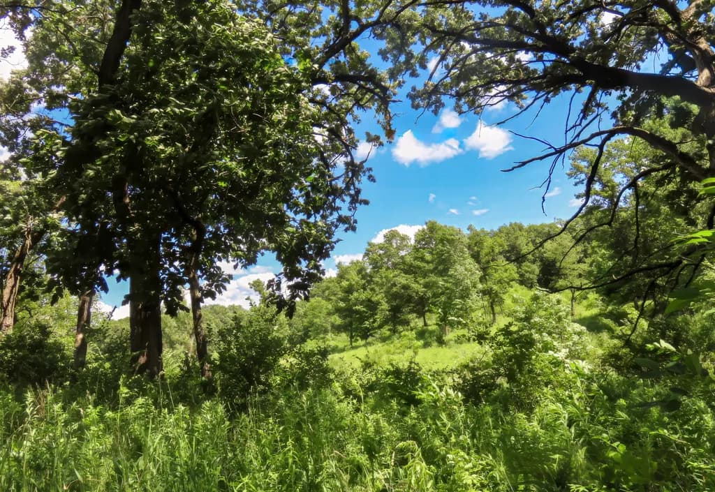 Northern Illinois Woodland