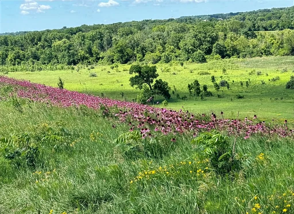 Northern Prairie Bloom