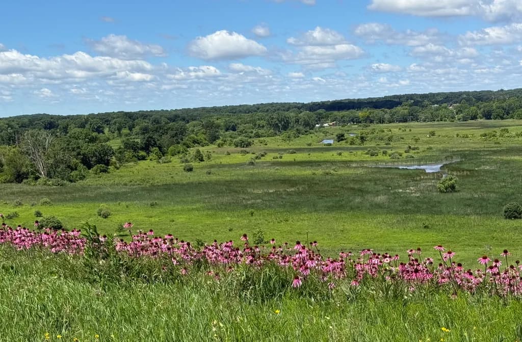 Northern Illinois Prairie Bloom