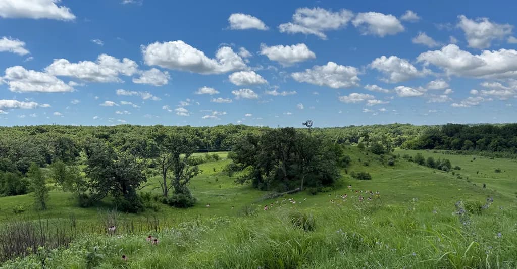 Northern Illinois Meadow