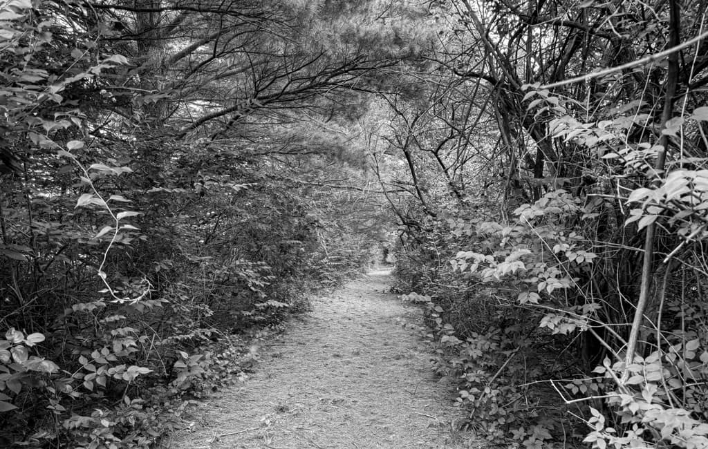 Northern Illinois Trail