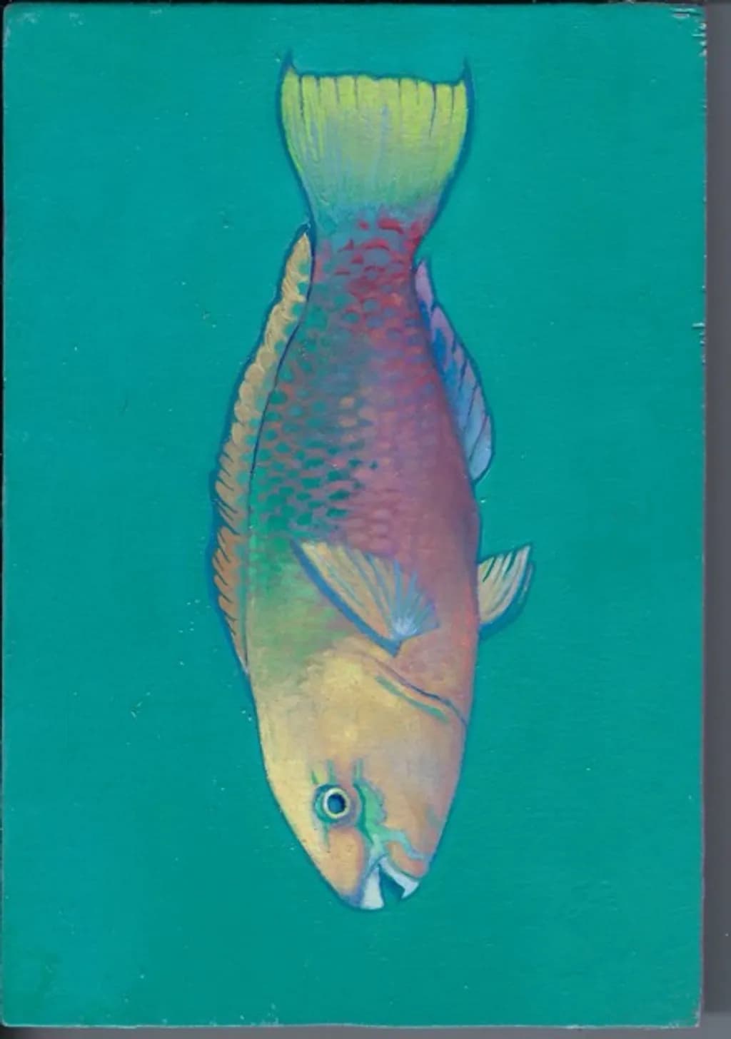 Parrot Fish Moment