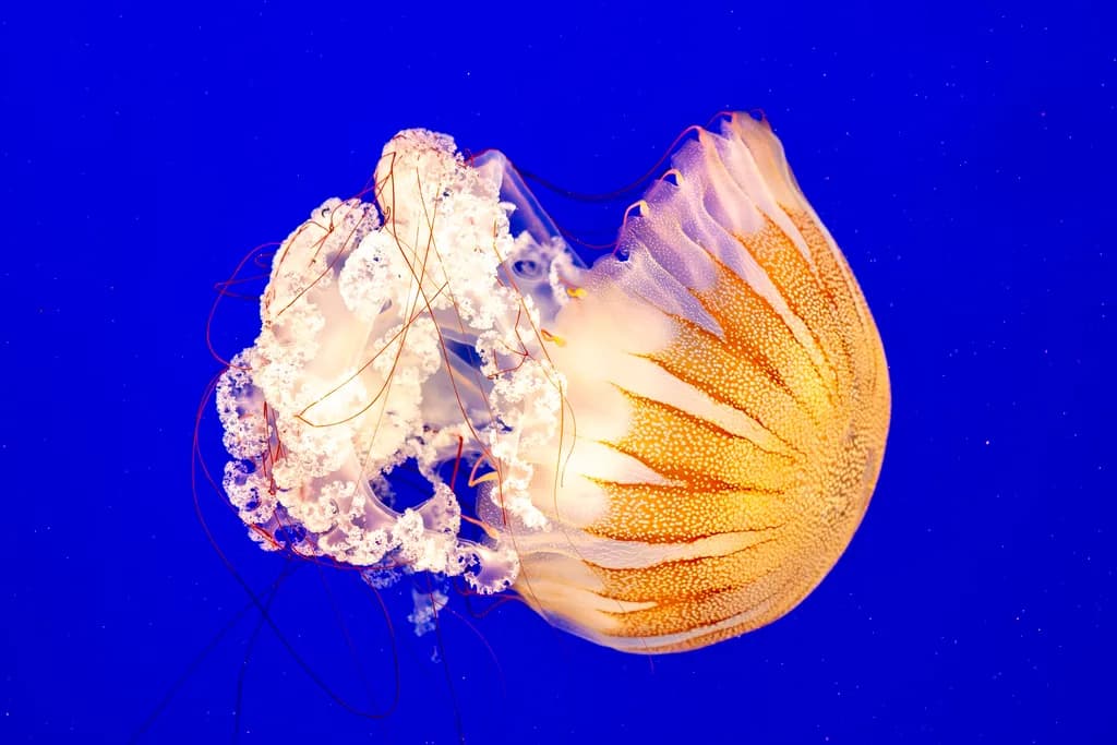 Jellyfish Dance