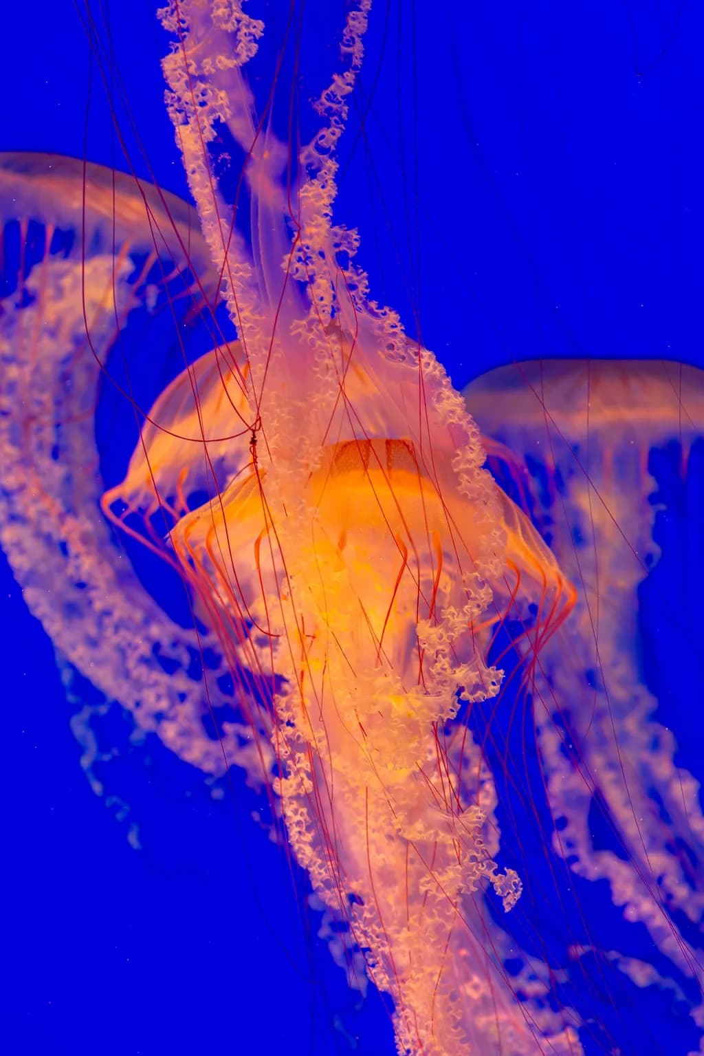 Jellyfish Glow-Up