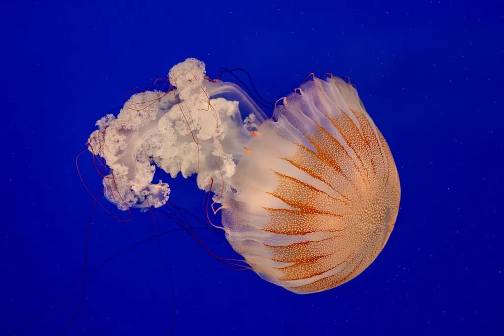 Jellyfish Dance