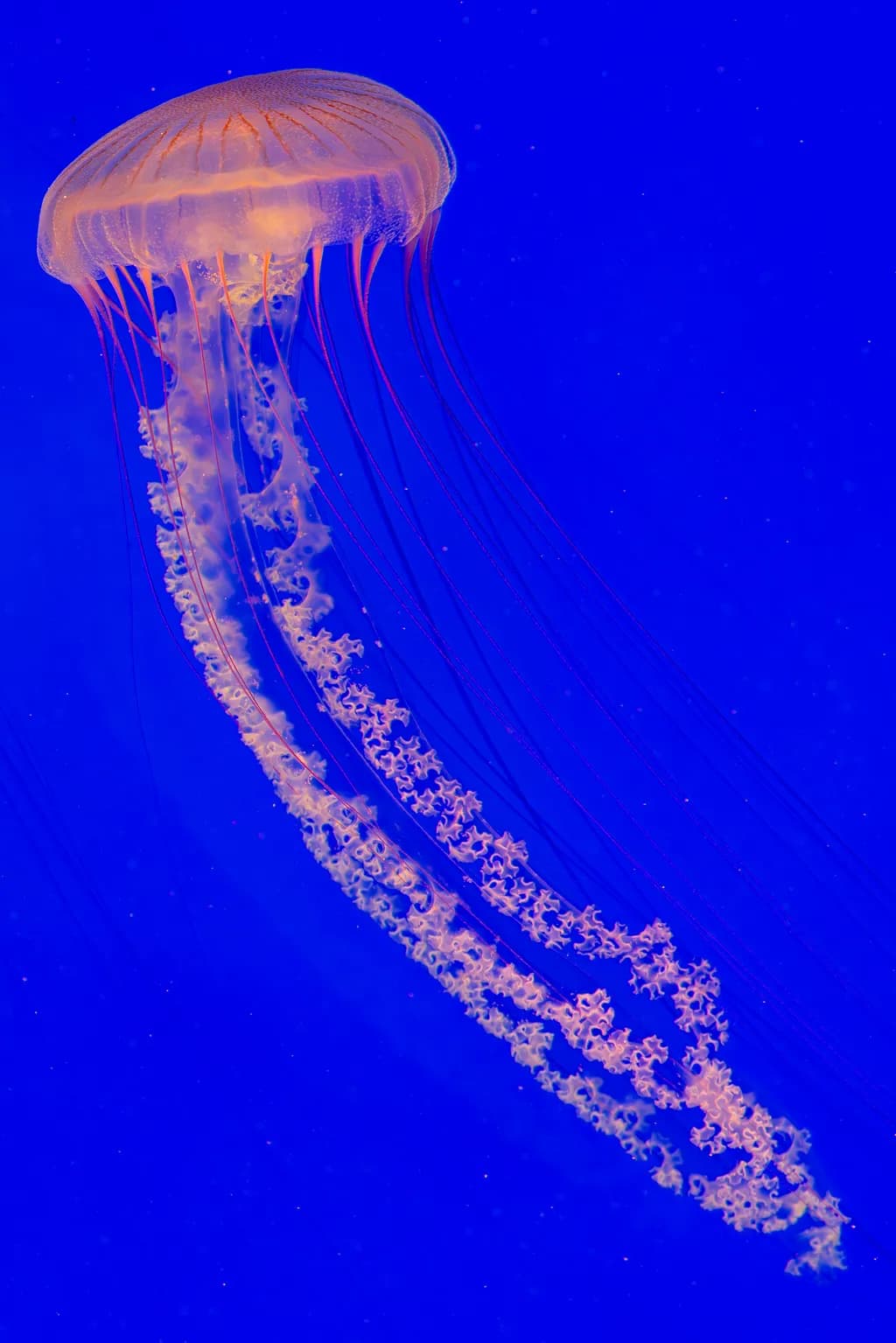Jellyfish Dance