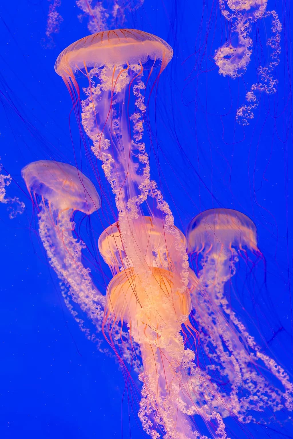 Jellyfish Dance