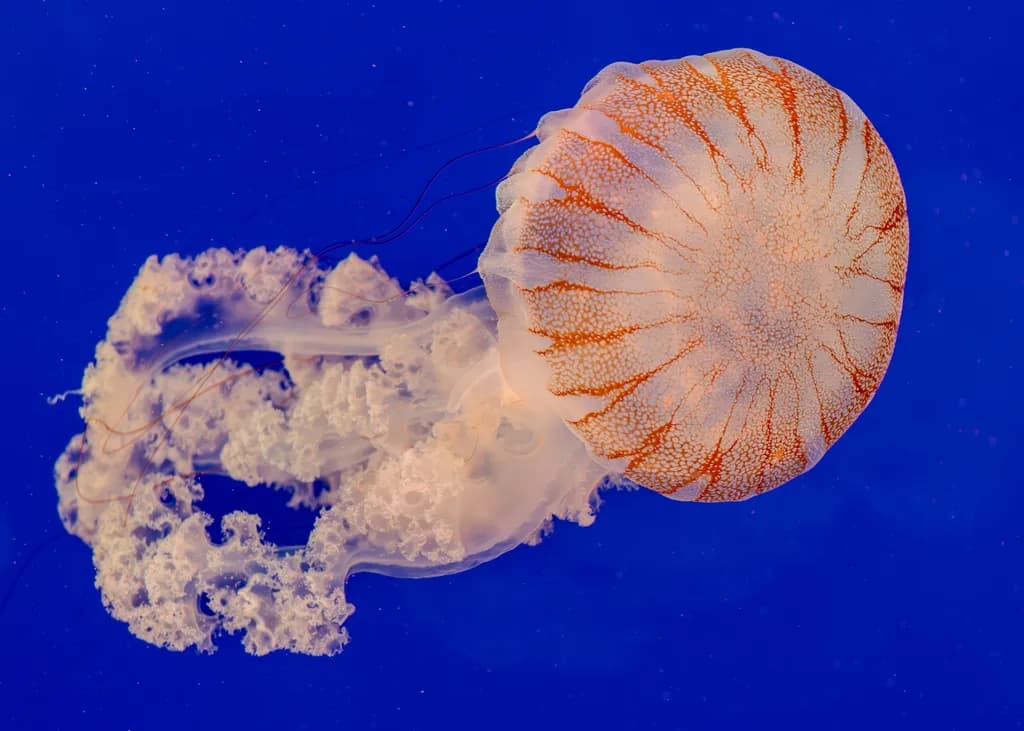 Jellyfish Dance