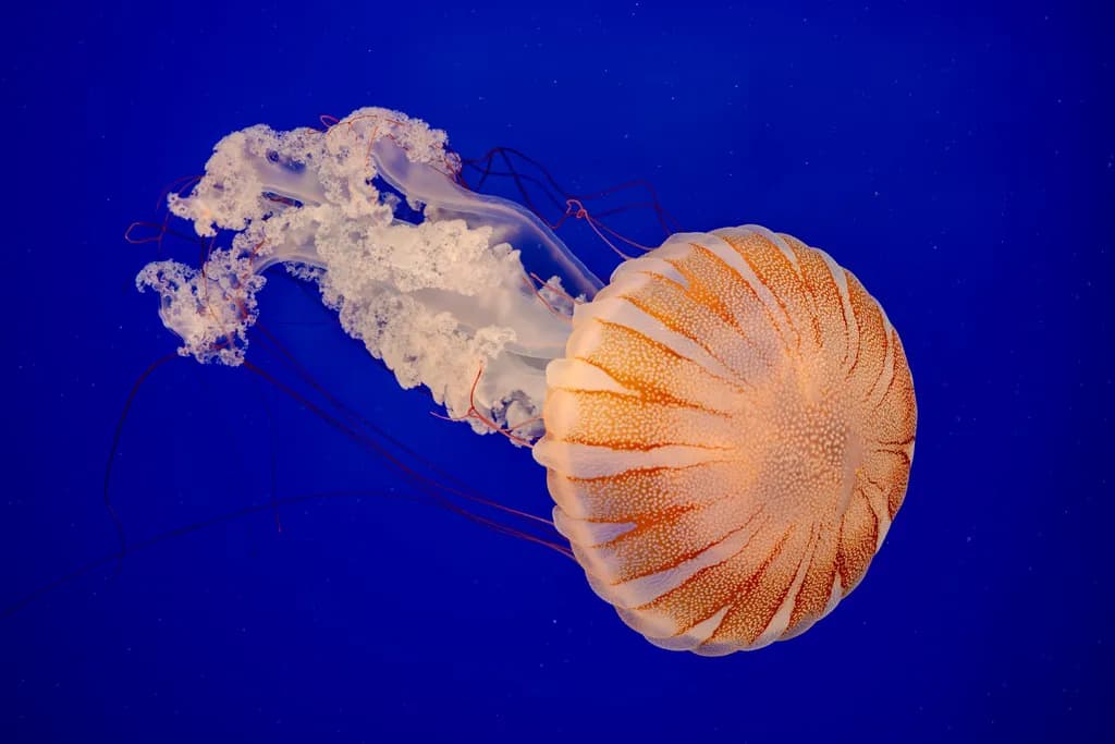 Jellyfish Dance
