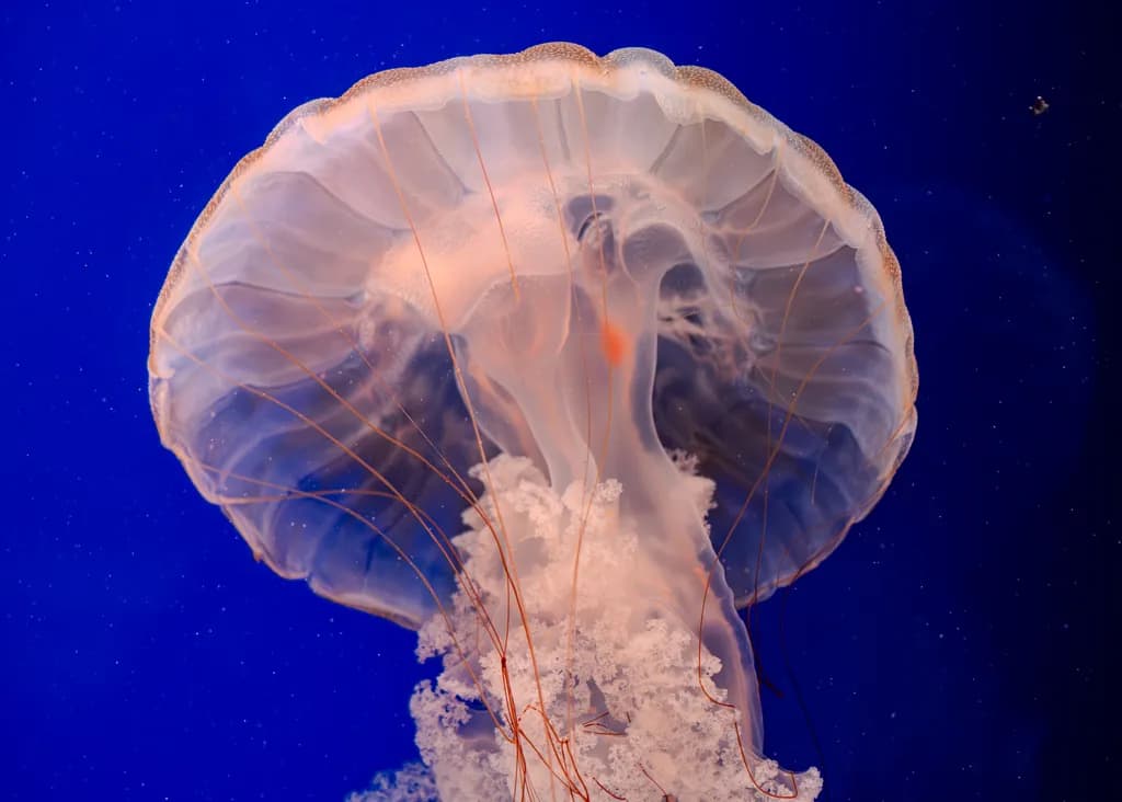 Jellyfish Dance