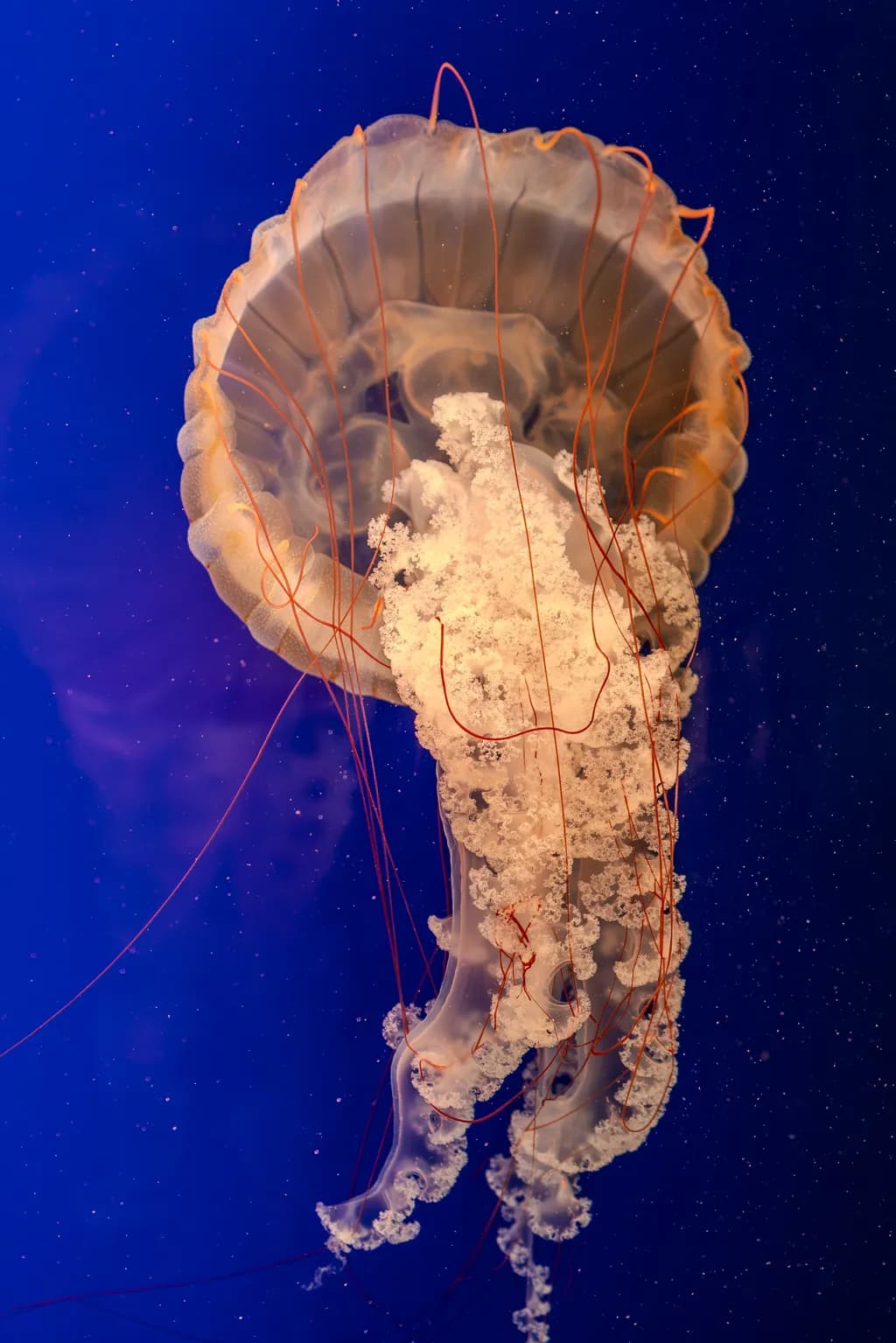 Jellyfish Dance