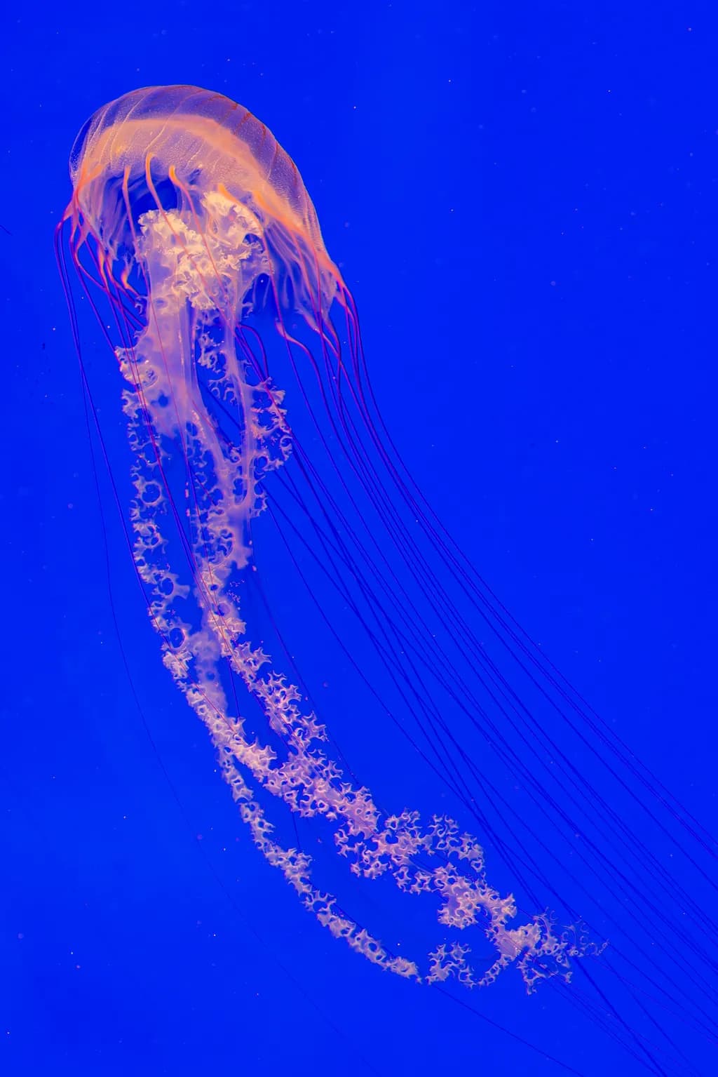 Jellyfish Dance