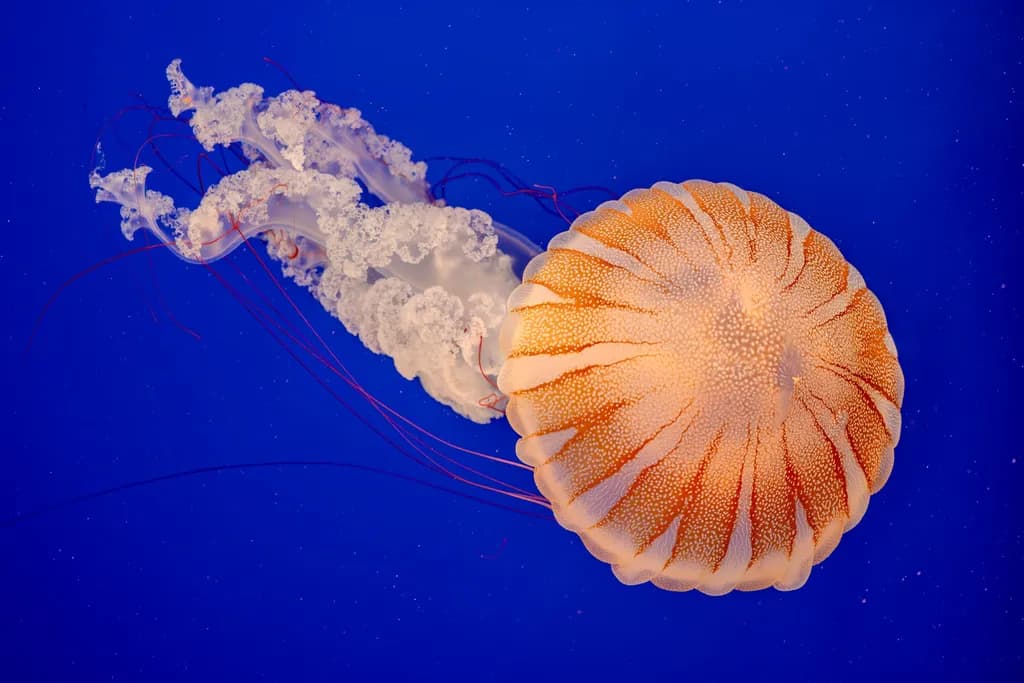 Jellyfish Dance