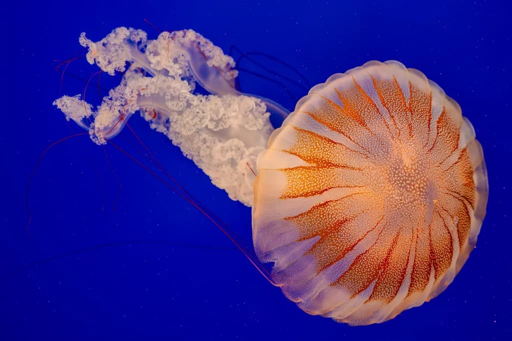 Jellyfish Dance