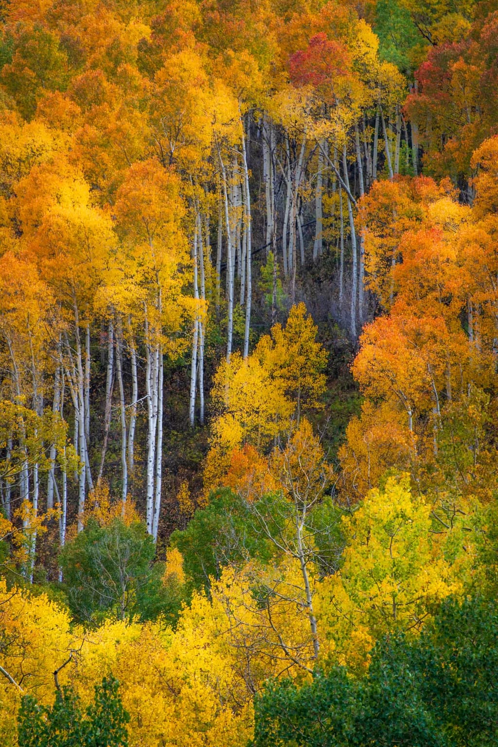 Autumn's Embrace: A Tapestry of Golden Aspens and Fiery Foliage