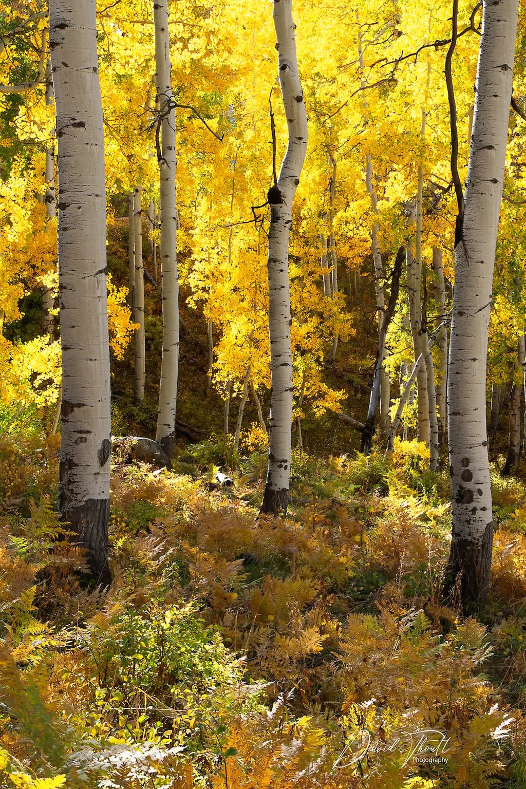 Nature's Autumnal Symphony
