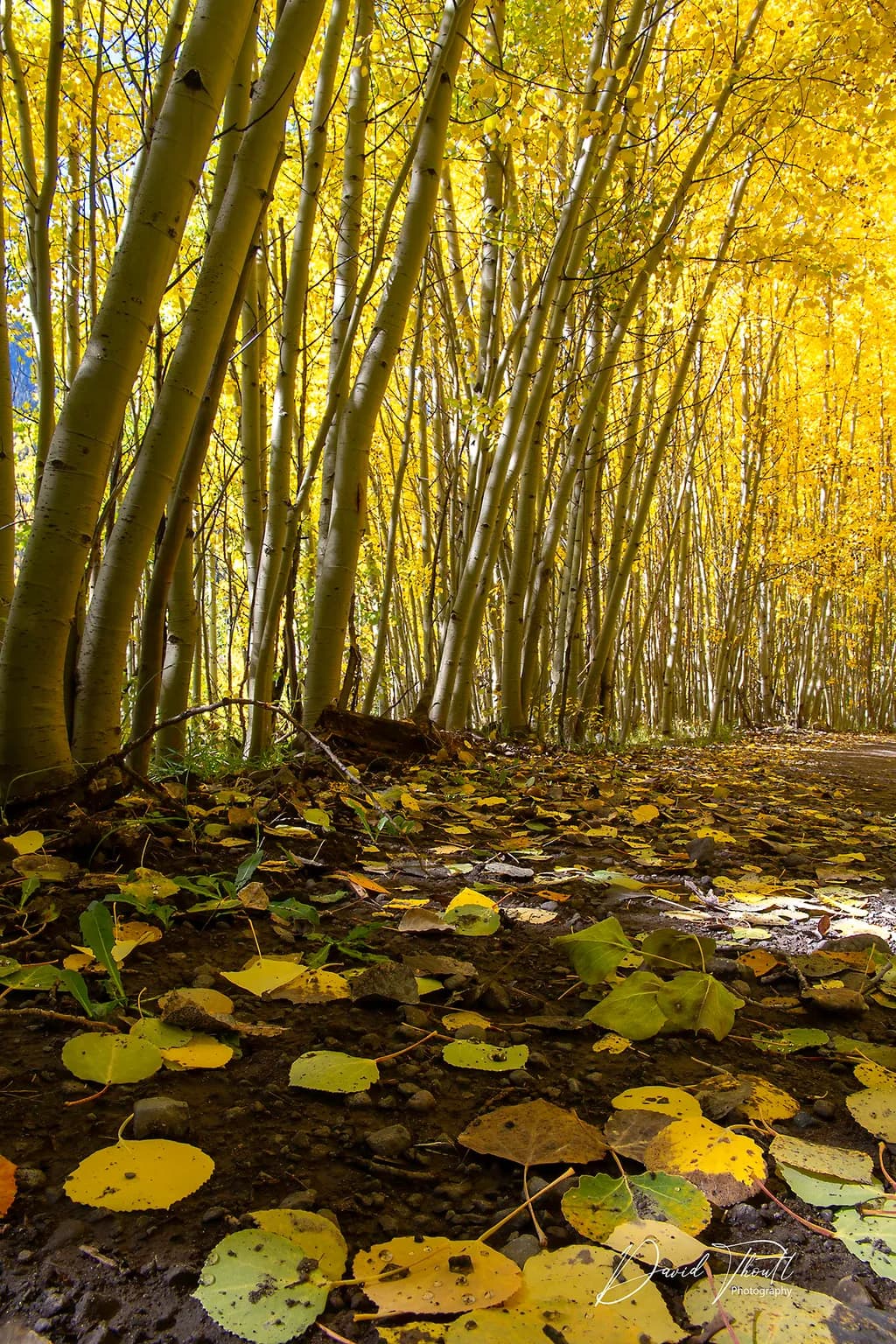 Autumn’s Canopy Dance