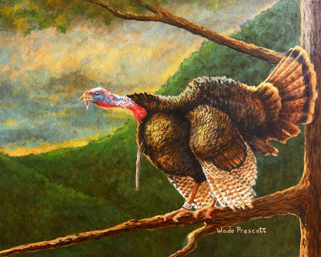 Daybreak Gobbler