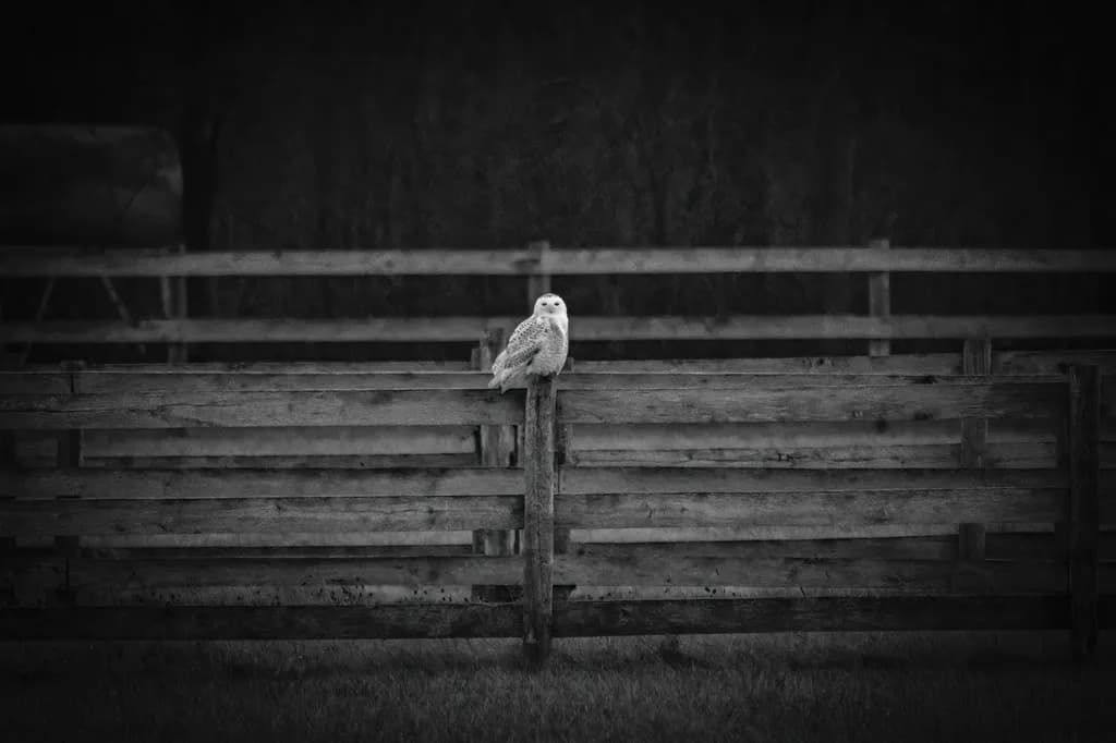 A Quiet Pause on Weathered Wood